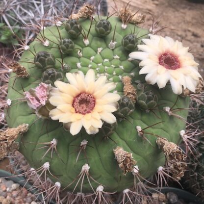 Gymnocalycium marquezii cactus shown flowering