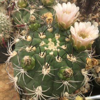 Gymnocalycium saglionis cactus shown flowering