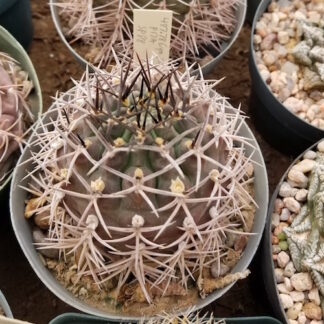 Gymnocalycium schickendantzii cactus shown in pot
