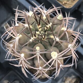 Gymnocalycium schickendatzii cactus shown in pot