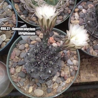 Gymnocalycium striglianum cactus shown flowering