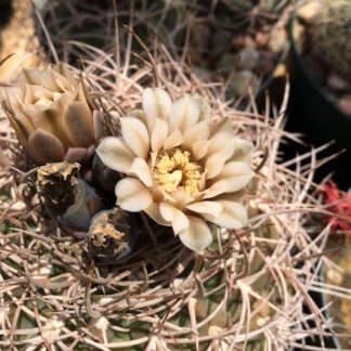 Gymnocalycium weissianum cactus shown flowering