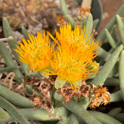 Hereroa sp mesemb shown flowering