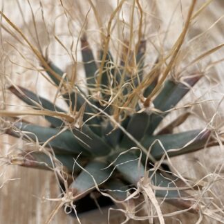 Leuchtenbergia principis cactus shown flowering