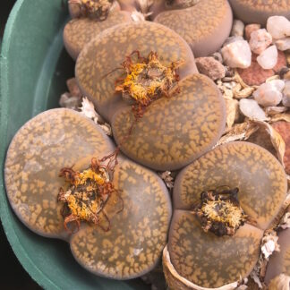 Lithops aucampiae mesemb shown in pot