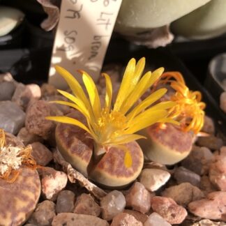 Lithops bromfieldii mesemb shown flowering