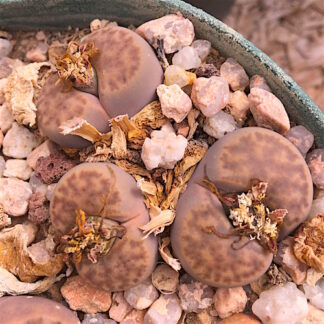 Lithops bromfieldii mesemb shown in pot