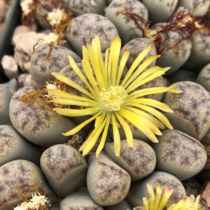 Lithops dinteri mesemb shown flowering