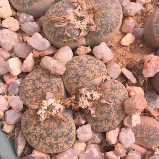 Lithops lesliei mesemb shown in pot