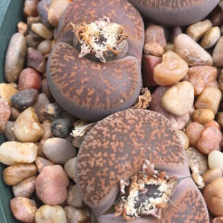Lithops lesliei mesemb shown in pot