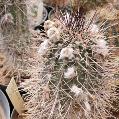 Lobivia aurea cactus shown in pot