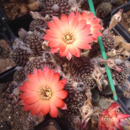 Lobivia haagei cactus shown flowering