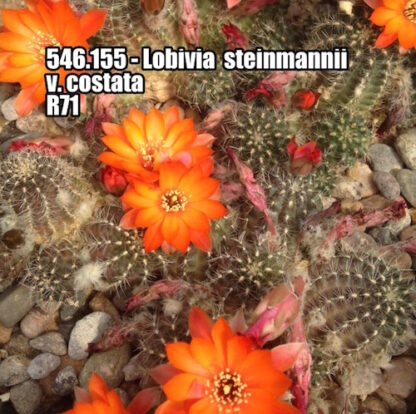 Lobivia steinmannii cactus shown flowering