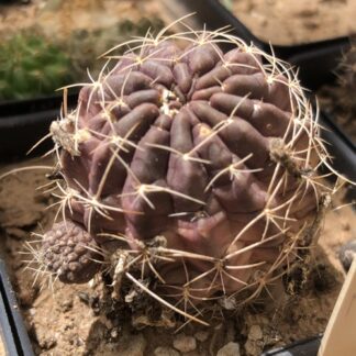 Lobivia wrightiana cactus shown in pot