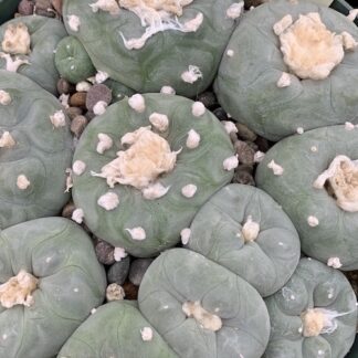 Lophophora diffusa cactus shown flowering