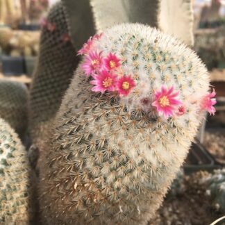 Mammillaria albilanata cactus shown flowering