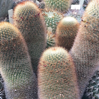 Mammillaria bella cactus shown in pot