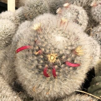 Mammillaria bocasana cactus shown flowering