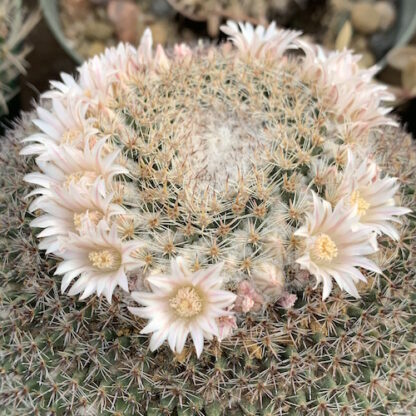 Mammillaria chionocephala cactus shown flowering