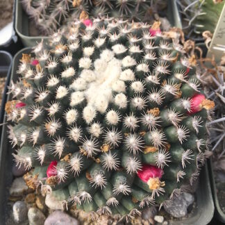 Mammillaria gaumeri cactus shown in pot