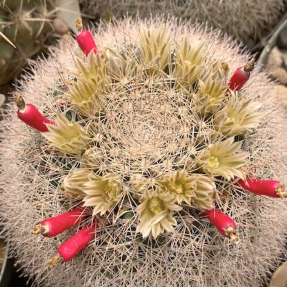 Mammillaria heyderi cactus shown flowering