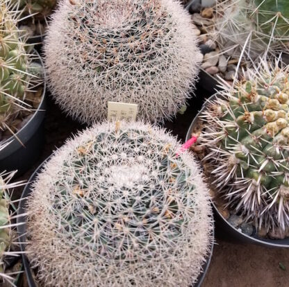 Mammillaria heyderi cactus shown in pot