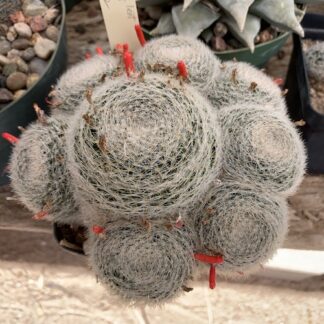 Mammillaria lenta cactus shown in pot