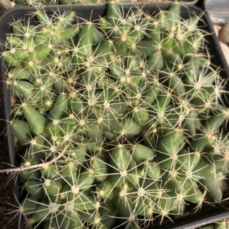 Mammillaria longimamma cactus shown in pot