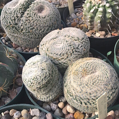 Mammillaria microthele cactus shown in pot