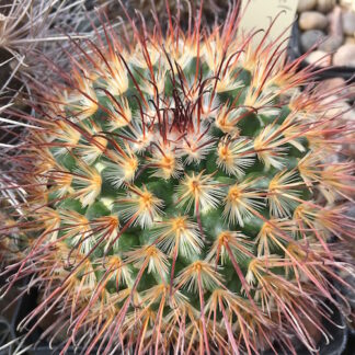 Mammillaria moelleriana cactus shown in pot