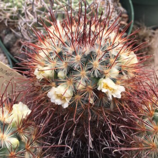 Mammillaria moelleriana cactus shown flowering