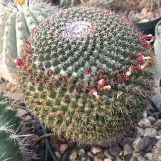 Mammillaria mystax cactus shown in pot