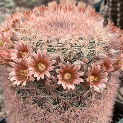 Mammillaria pachycylindrica cactus shown flowering