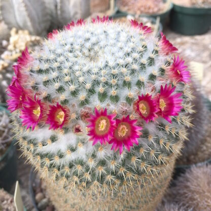 Mammillaria parkinsonii cactus shown flowering