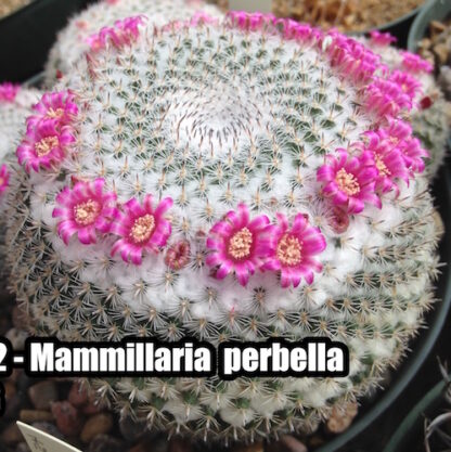 Mammillaria perbella cactus shown in pot