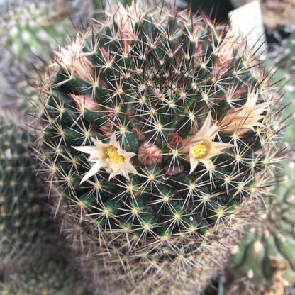 Mammillaria picta cactus shown flowering