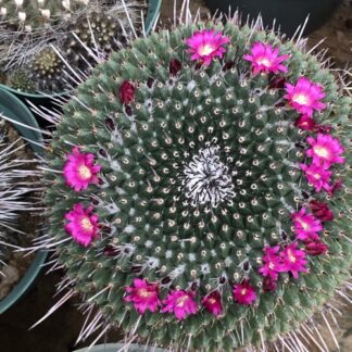 Mammillaria polyedra cactus shown flowering