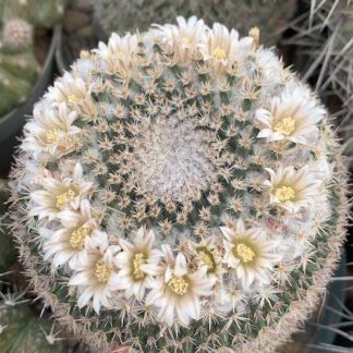 Mammillaria ritteriana cactus shown flowering