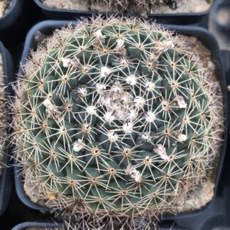 Mammillaria sp cactus shown flowering