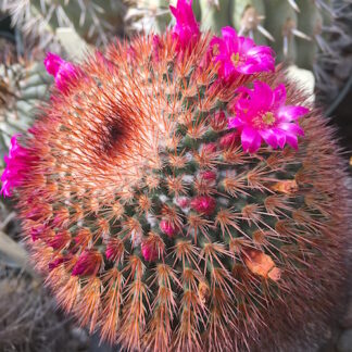 Mammillaria spinosissima cactus shown flowering