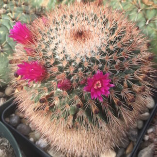 Mammillaria spinosissima cactus shown flowering