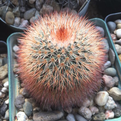 Mammillaria spinosissima cactus shown in pot