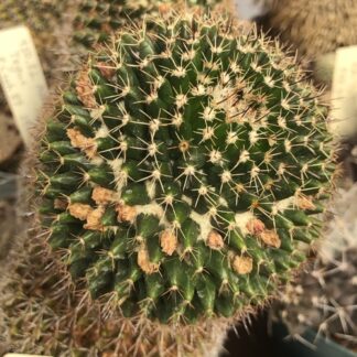 Mammillaria voburnensis cactus shown flowering