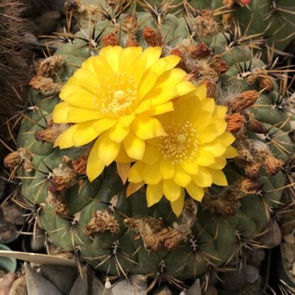 Matucana aureiflora cactus shown in pot