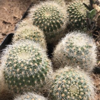 Matucana haynei cactus shown in pot