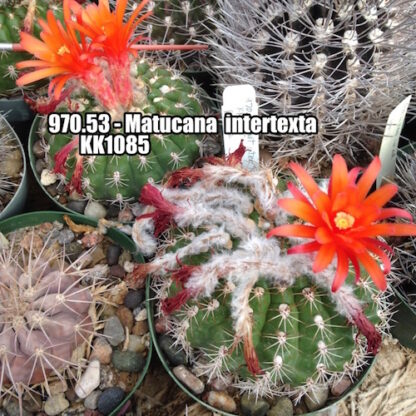 Matucana intertexta cactus shown flowering