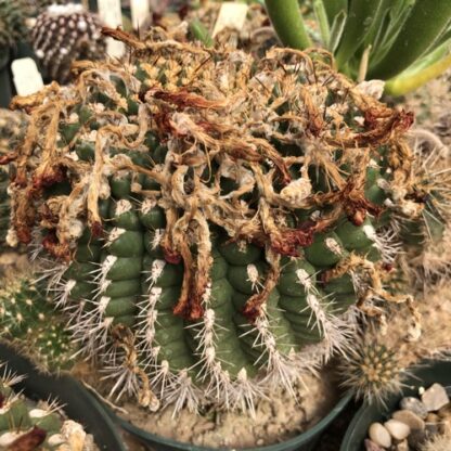 Matucana intertexta cactus shown in pot