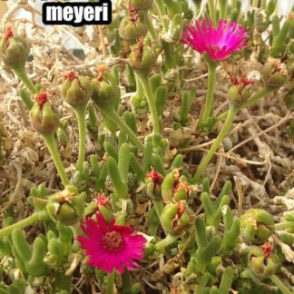 Meyerophytum meyeri mesemb shown flowering
