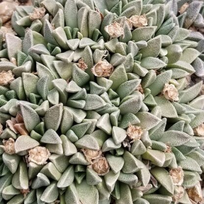 Nananthus margaretiferus mesemb shown in pot