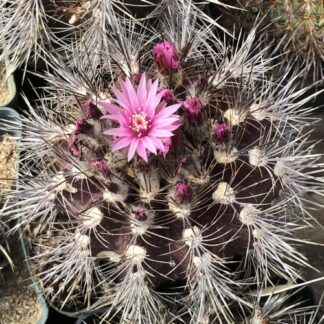 Neoporteria atrispinosa cactus shown flowering